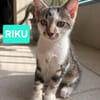 RIKU ADOPTABLE AVEC SES SŒURS OU SEUL SI VOUS AVEZ DÉJÀ UN CHAT PRÉSENT CHEZ VOUS