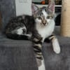 RIKU ADOPTABLE AVEC SES SŒURS OU SEUL SI VOUS AVEZ DÉJÀ UN CHAT PRÉSENT CHEZ VOUS