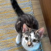 RIKU ADOPTABLE AVEC SES SŒURS OU SEUL SI VOUS AVEZ DÉJÀ UN CHAT PRÉSENT CHEZ VOUS