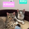 RIKU ADOPTABLE AVEC SES SŒURS OU SEUL SI VOUS AVEZ DÉJÀ UN CHAT PRÉSENT CHEZ VOUS