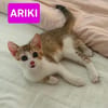 ARIKI ADOPTABLE AVEC SES SŒURS/FRERE OU SEUL SI DÉJÀ UN CHAT PRÉSENT CHEZ VOUS