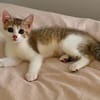 ARIKI ADOPTABLE AVEC SES SŒURS/FRERE OU SEUL SI DÉJÀ UN CHAT PRÉSENT CHEZ VOUS