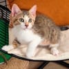 ARIKI ADOPTABLE AVEC SES SŒURS/FRERE OU SEUL SI DÉJÀ UN CHAT PRÉSENT CHEZ VOUS