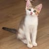 ARIKI ADOPTABLE AVEC SES SŒURS/FRERE OU SEUL SI DÉJÀ UN CHAT PRÉSENT CHEZ VOUS