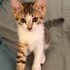 ELECTRA ADOPTABLE AVEC SES SŒURS/FRERE OU SEUL SI DÉJÀ UN CHAT PRÉSENT CHEZ VOUS