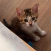 ELECTRA ADOPTABLE AVEC SES SŒURS/FRERE OU SEUL SI DÉJÀ UN CHAT PRÉSENT CHEZ VOUS