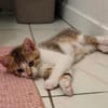 ELECTRA ADOPTABLE AVEC SES SŒURS/FRERE OU SEUL SI DÉJÀ UN CHAT PRÉSENT CHEZ VOUS