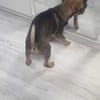 Fibi