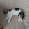 OSCAR