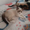 PIXEL