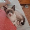PIXEL