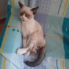 PIXEL