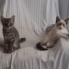 PIXEL