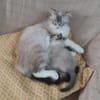 PIXEL
