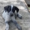 MILOU, chiot mâle Croisé Épagneul Breton