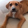 NUCCIOLA, chiot femelle croisée braque