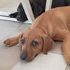 NUCCIOLA, chiot femelle croisée braque