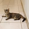KATE, chaton femelle européen