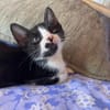 MYO, chaton mâle européen