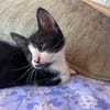 MYO, chaton mâle européen