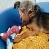 Jessy sucht ihre einfühlsame Familie