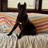 🐶 Besonderer Bono sucht Glück 🐶