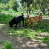 🐶 Besonderer Bono sucht Glück 🐶