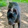 🐶 Besonderer Bono sucht Glück 🐶