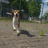 Beaglemischling GIGI sucht fröhliche Menschen