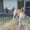 Beaglemischling GIGI sucht fröhliche Menschen
