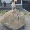 Beaglemischling GIGI sucht fröhliche Menschen