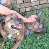 Rudi sucht sein Fürimmerzuhause