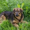 SISSY  Liebe Hundedame sucht ihr Für-immer-Zuhause