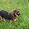 SISSY  Liebe Hundedame sucht ihr Für-immer-Zuhause