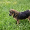 SISSY  Liebe Hundedame sucht ihr Für-immer-Zuhause