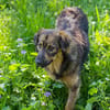 SISSY  Liebe Hundedame sucht ihr Für-immer-Zuhause