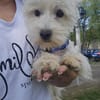 Mini-Malteser Smartie sucht seine Heimat