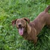 Der witzige und kleine Dackeljunge Monty sucht ein Zuhause