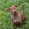 Der witzige und kleine Dackeljunge Monty sucht ein Zuhause