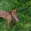 Der witzige und kleine Dackeljunge Monty sucht ein Zuhause
