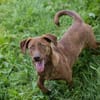Der witzige und kleine Dackeljunge Monty sucht ein Zuhause