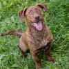 Der witzige und kleine Dackeljunge Monty sucht ein Zuhause