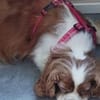 Maszi, schüchterne Cavalier King Charles Hündin