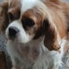 Maszi, schüchterne Cavalier King Charles Hündin