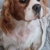 Maszi, schüchterne Cavalier King Charles Hündin