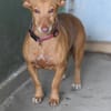 Kleine ängstliche Roxie sucht ihr Glück
