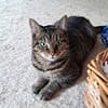 FOXY & ROXY - suchen neue Heimat.....