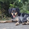 Rania sucht ihr Für-immer-Zuhause