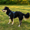 Sensibler Vanni sucht ruhiges Zuhause