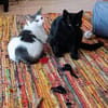 Tom & Pisa - warten in Berlin !........